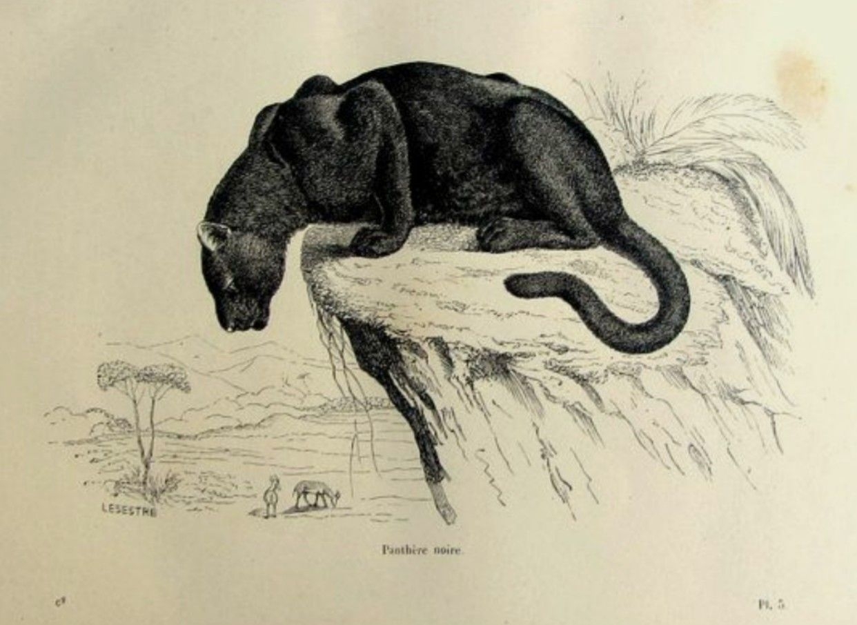 Графика животные пантера