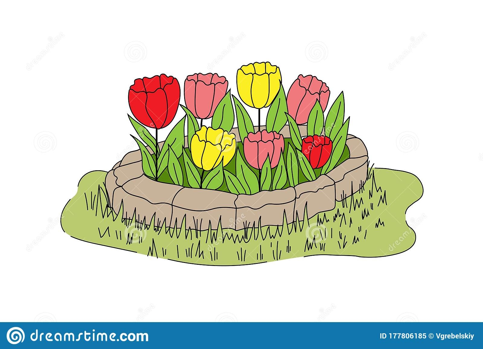 Клумба с тюльпанами рисунок