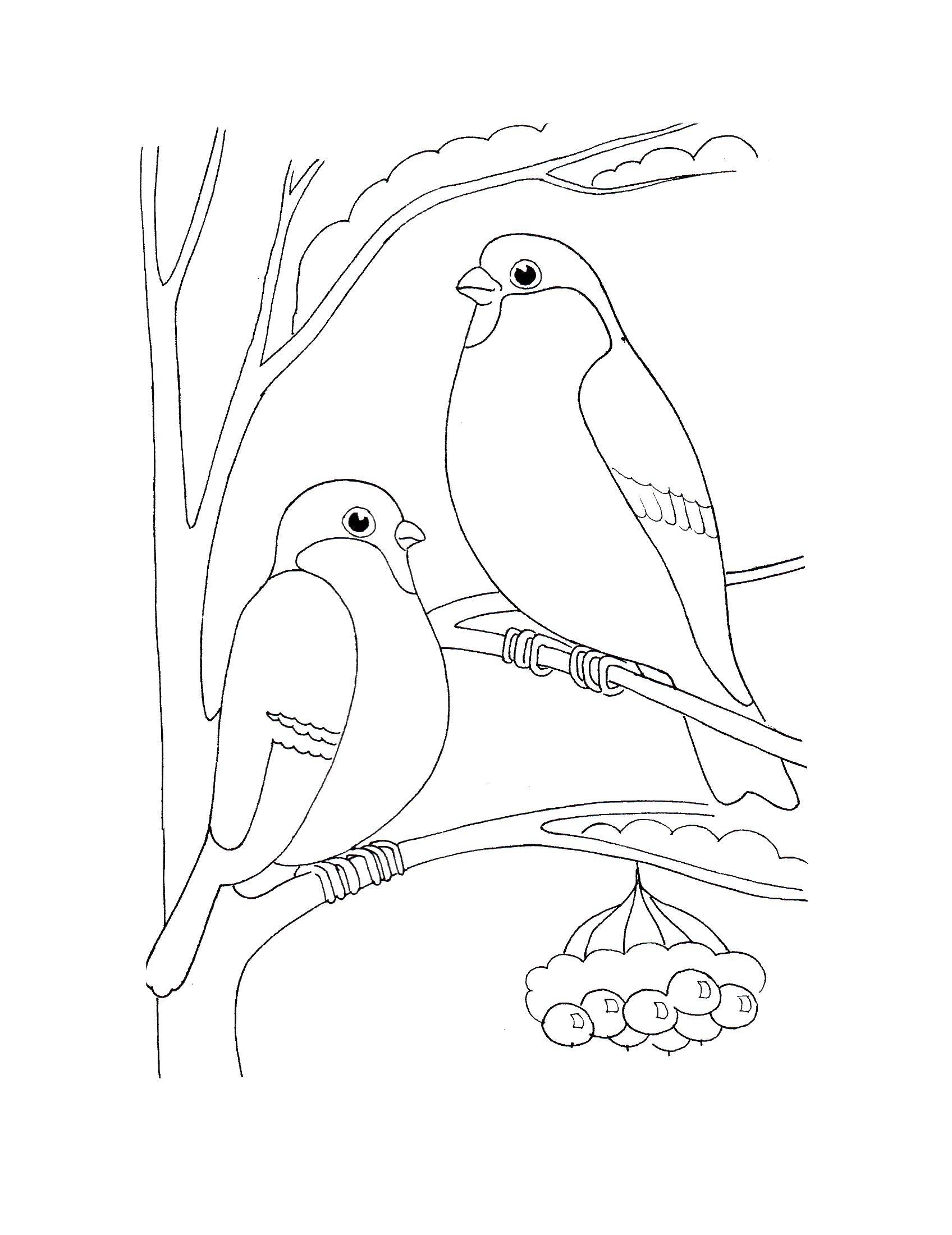 Раскраска Птицы в кормушке | Раскраски времена года - зима. Зимние раскраски, раскраска зима