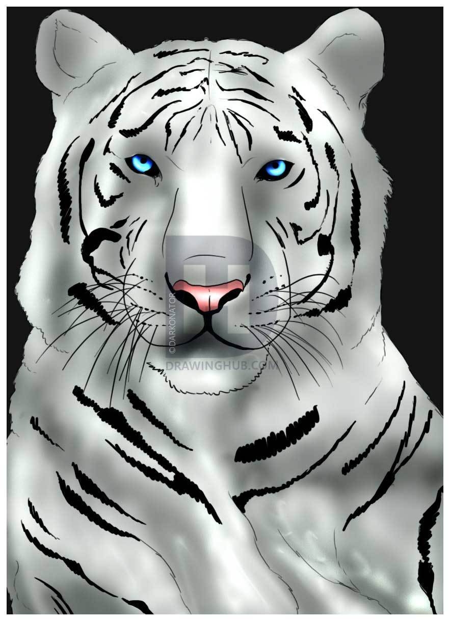 Голова белого тигра