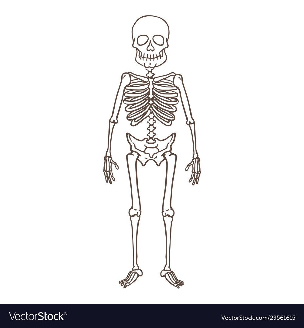 Кость скелета человека на рисунке - 64 фото