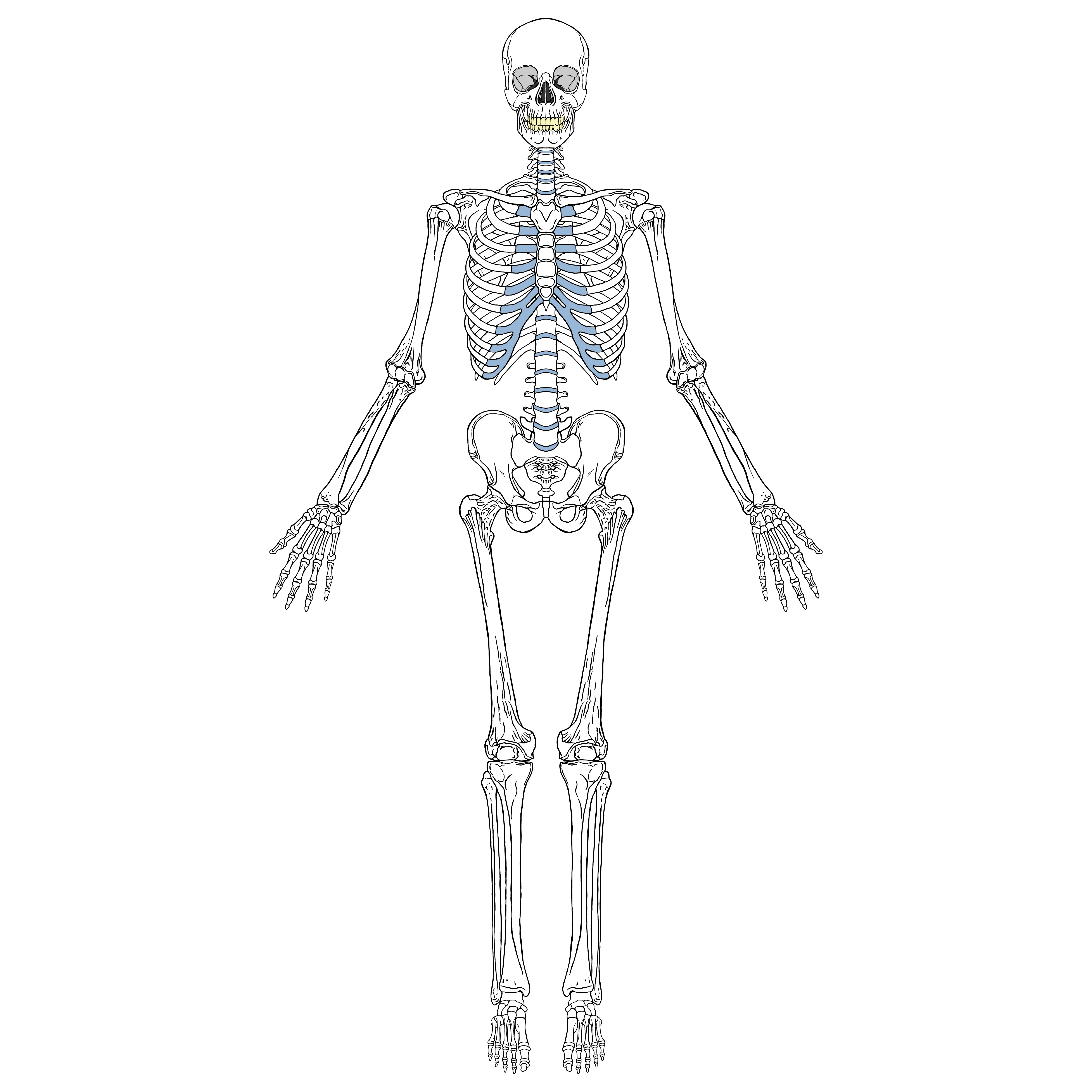 Скелет человека без подписей
