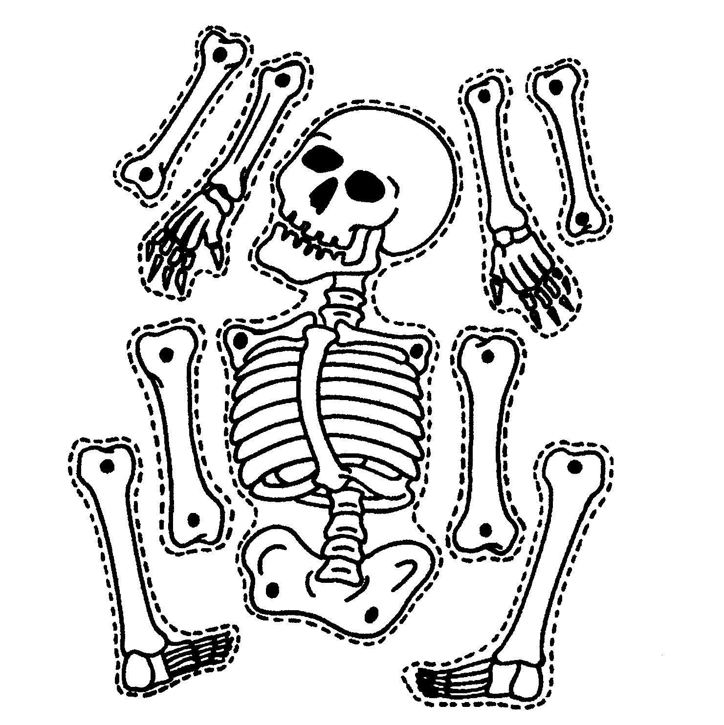 Рисунок скелета человека .