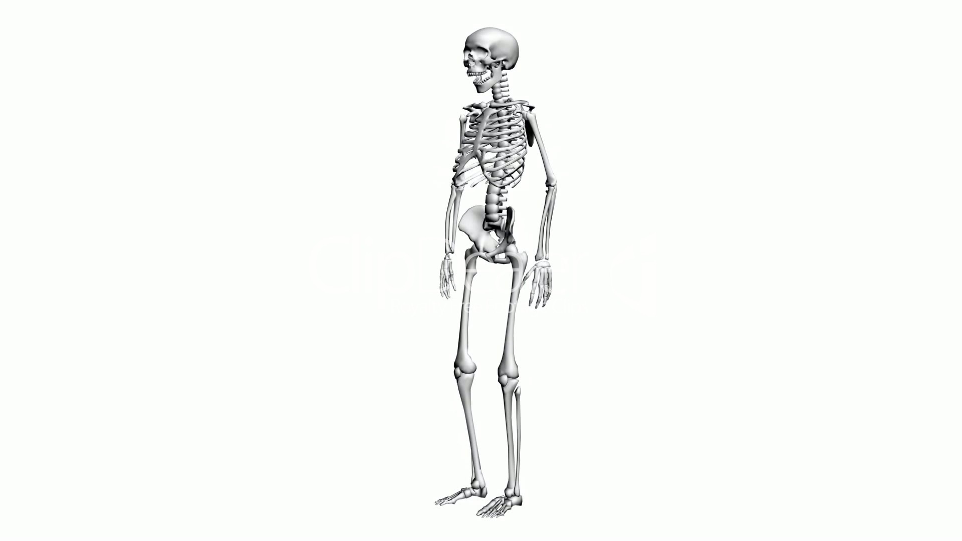 Скелет человека в виде рисунка карандашом