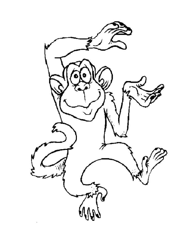 Картинка обезьяна раскраска