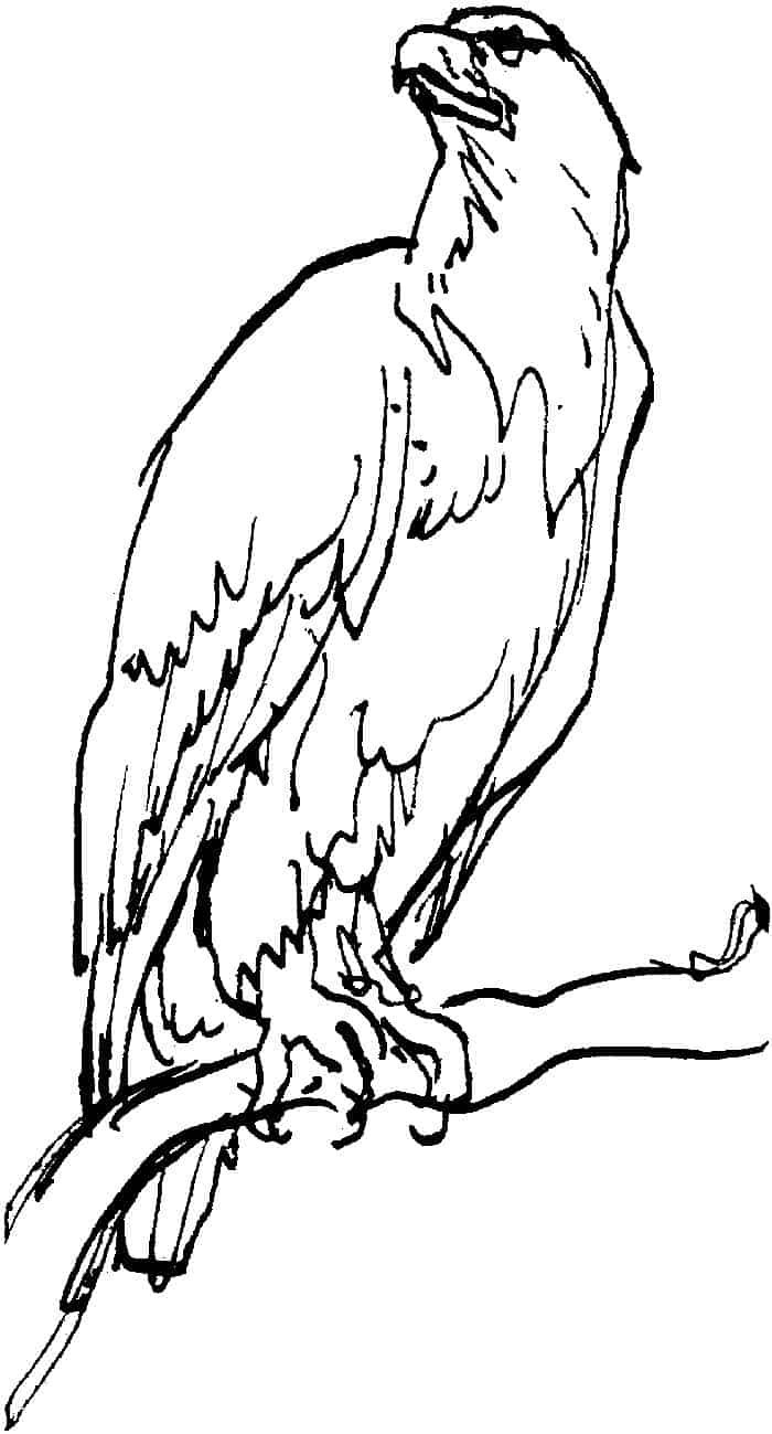 Степной Орел рисунок