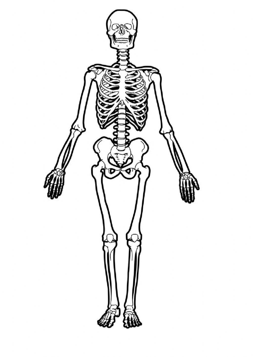 Рост скелета. Скелет человека. Скелет человека рисунок. Скелет вектор. Скелет контур.