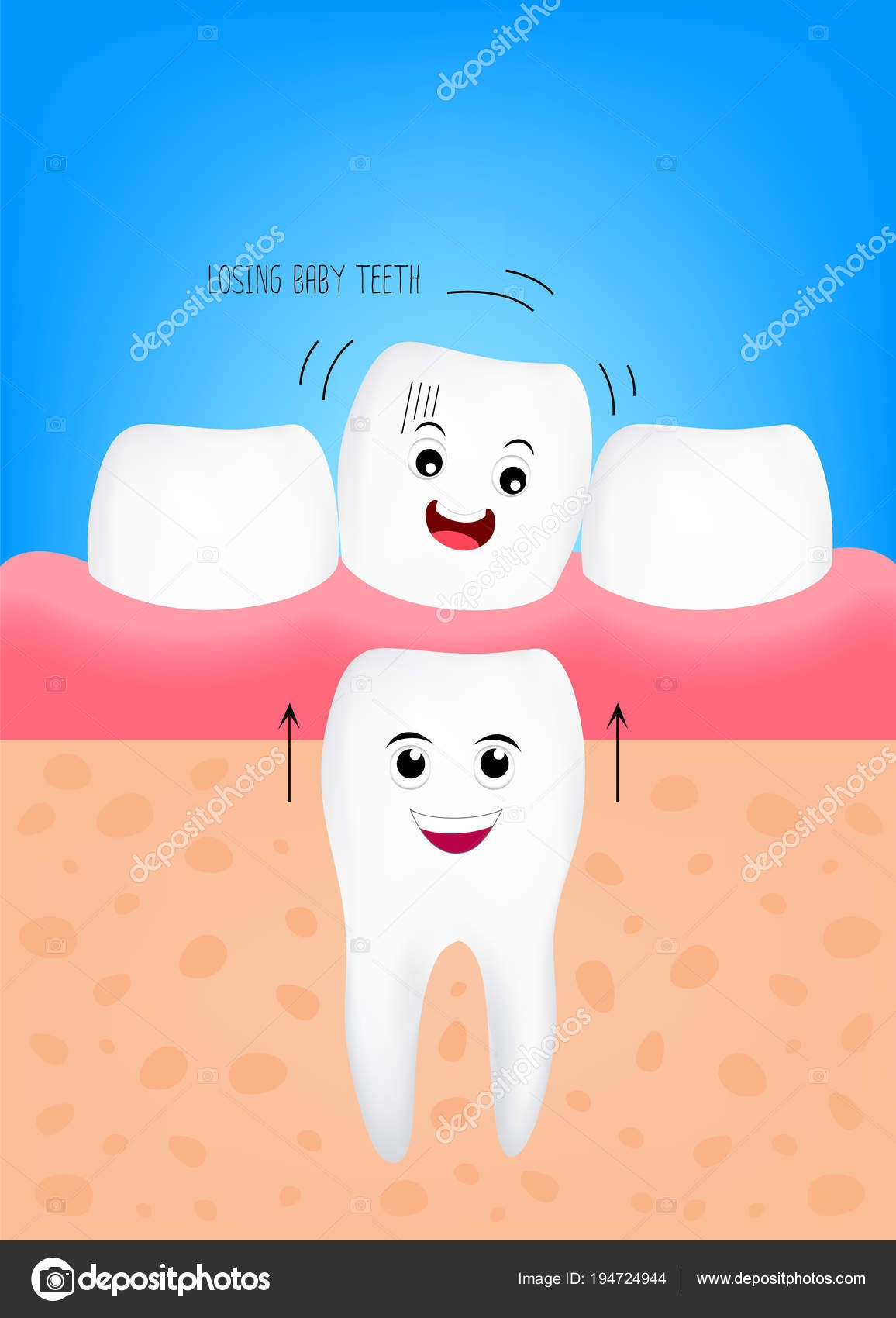 Молочный и постоянный зуб