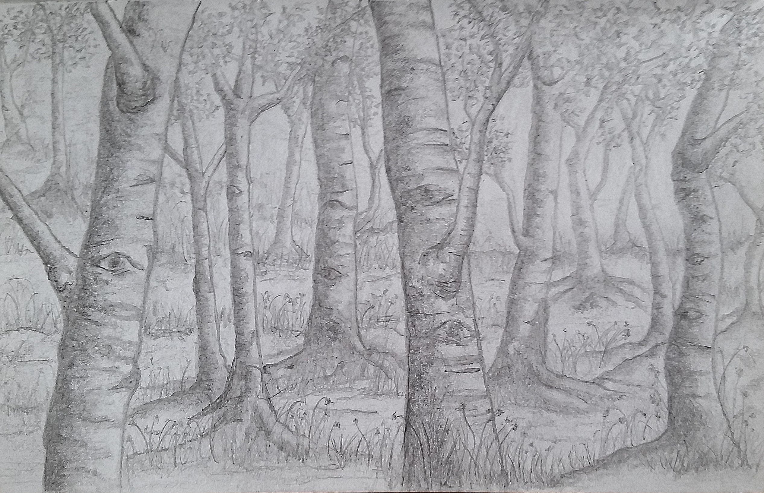Нарисовать лес карандашом