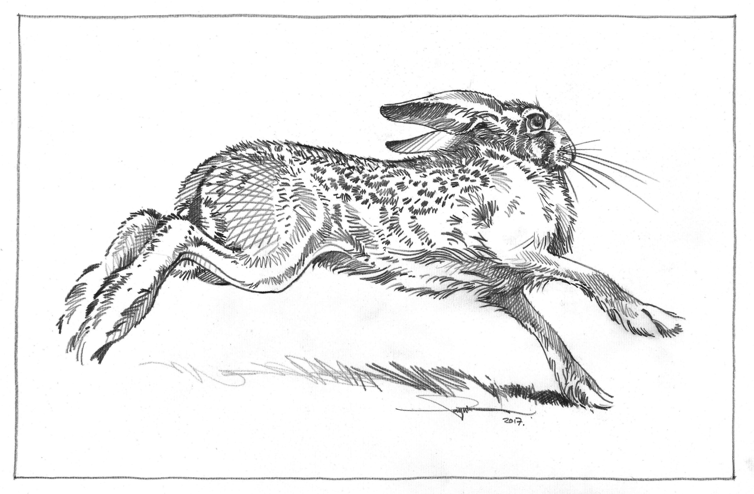 Заяц в графике рисунок