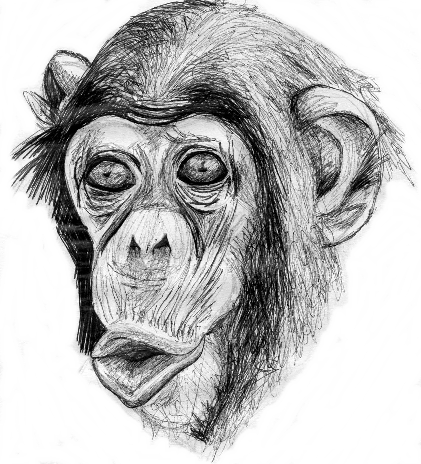 Морда обезьяны карандашом