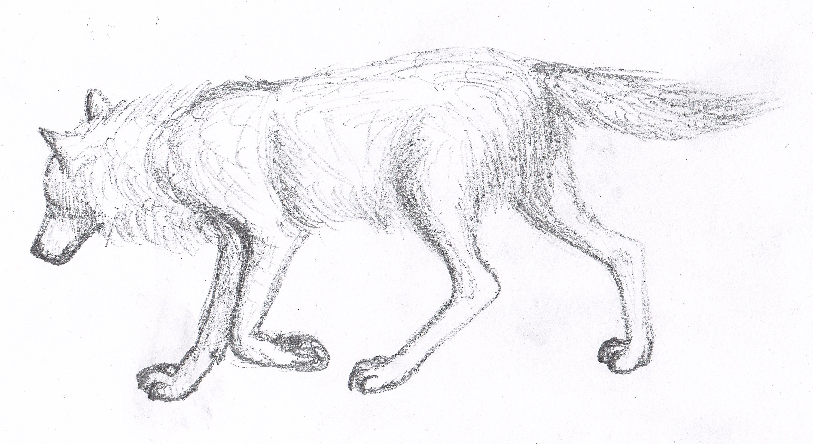 Волк детский рисунок легкий