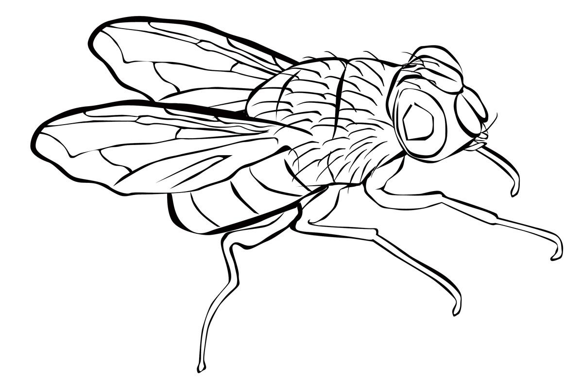 Муха рисунок карандашом
