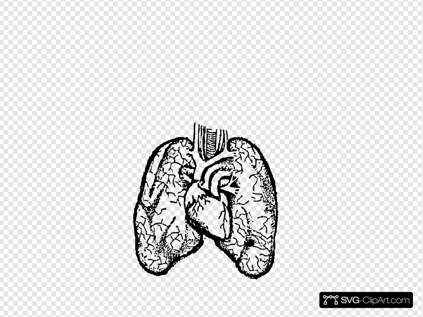Легкие и сердце анатомия