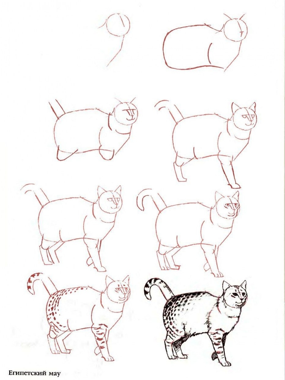 Поэтапное рисование кота