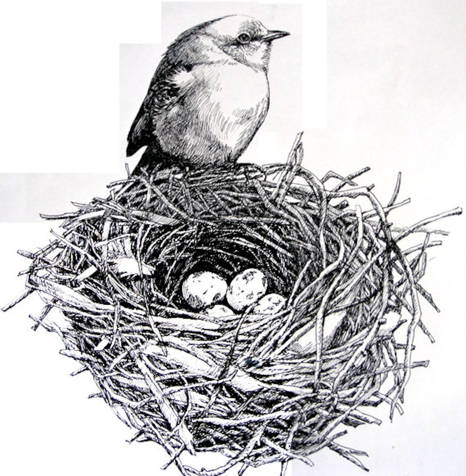 Птица в гнезде детский рисунок (41 фото)