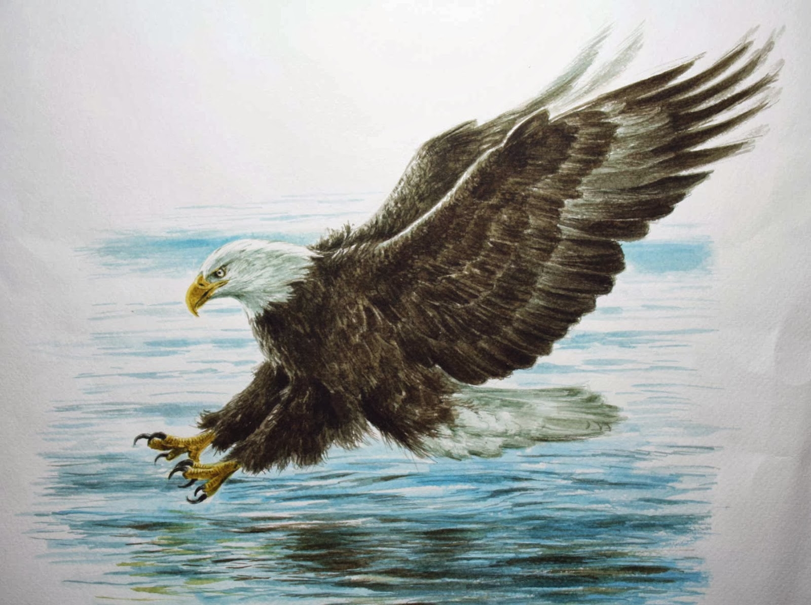 Орел Орлан белохвост рисунок