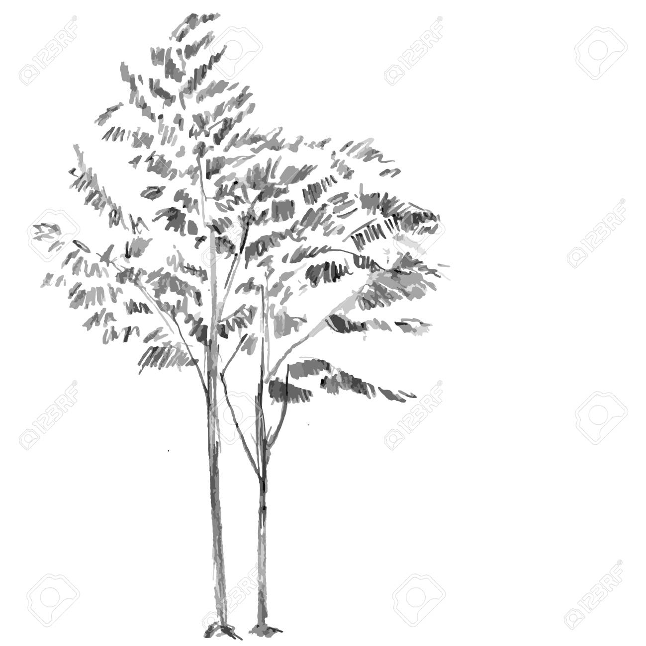 Рябина дерево Графика