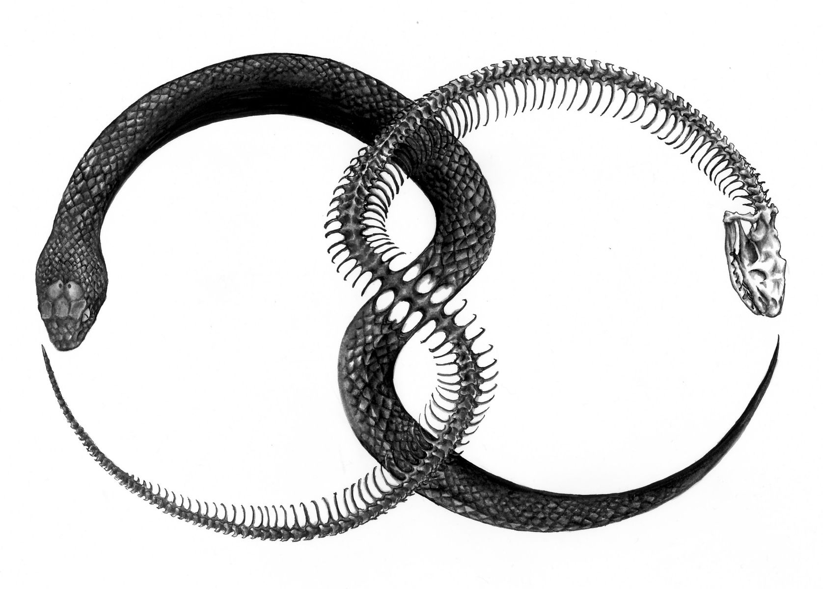 Тип симметрии змей. Аурин Уроборос. Уроборос спираль. Змей ёрмунганд Уроборос.