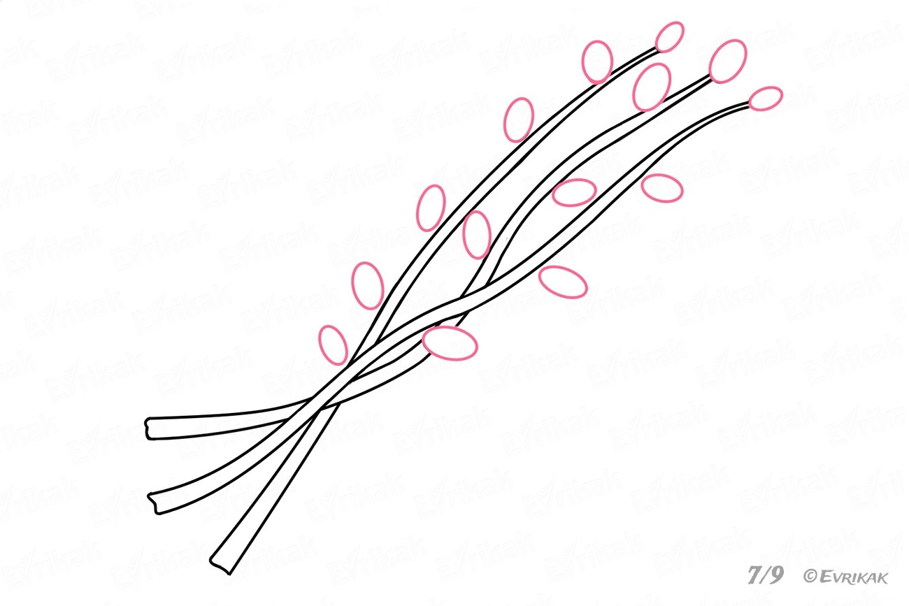 Верба рисунки карандашом