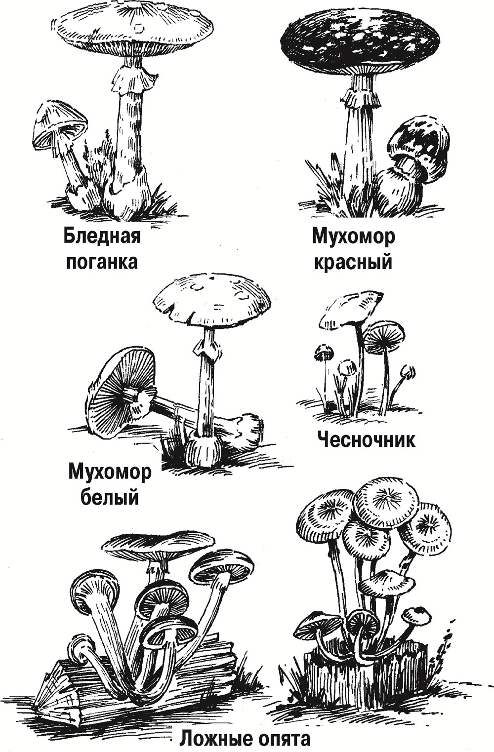 Рисунки ядовитых грибов: вдохновение и безопасность