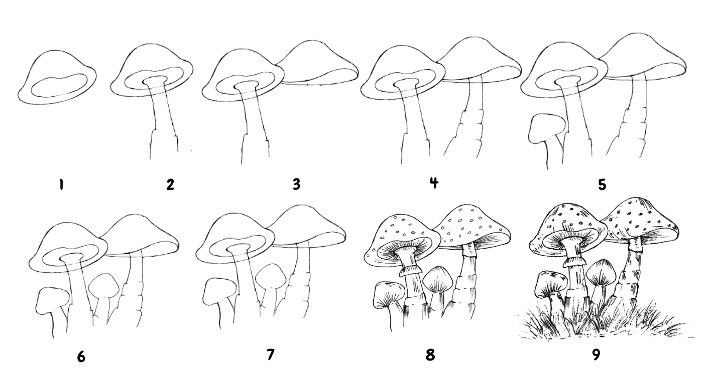 Ядовитые грибы рисунки карандашом