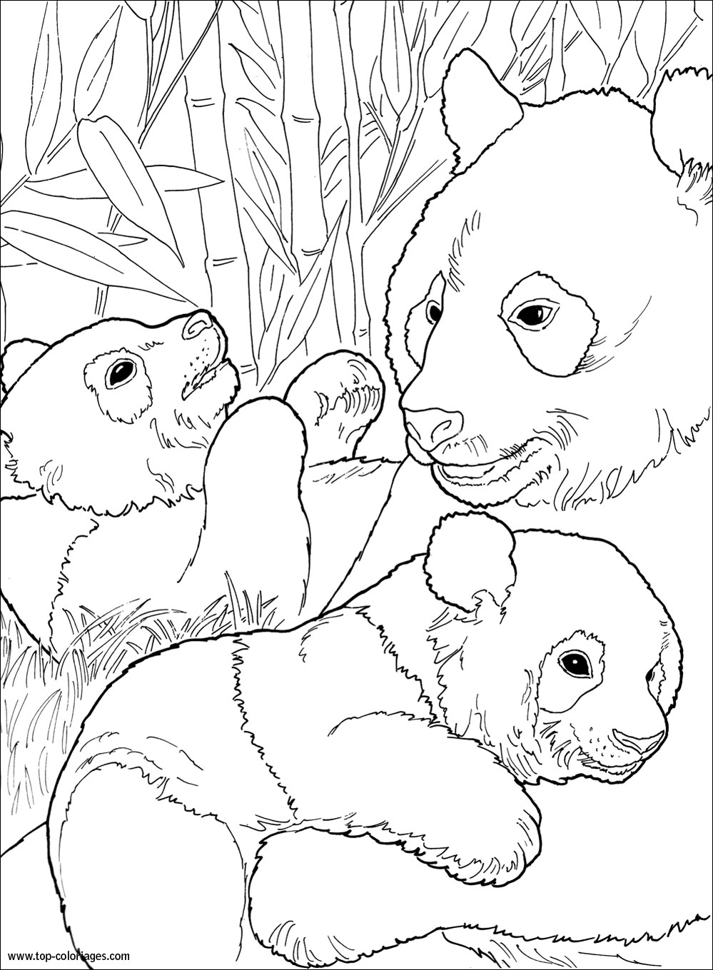 Раскраски животных Панда