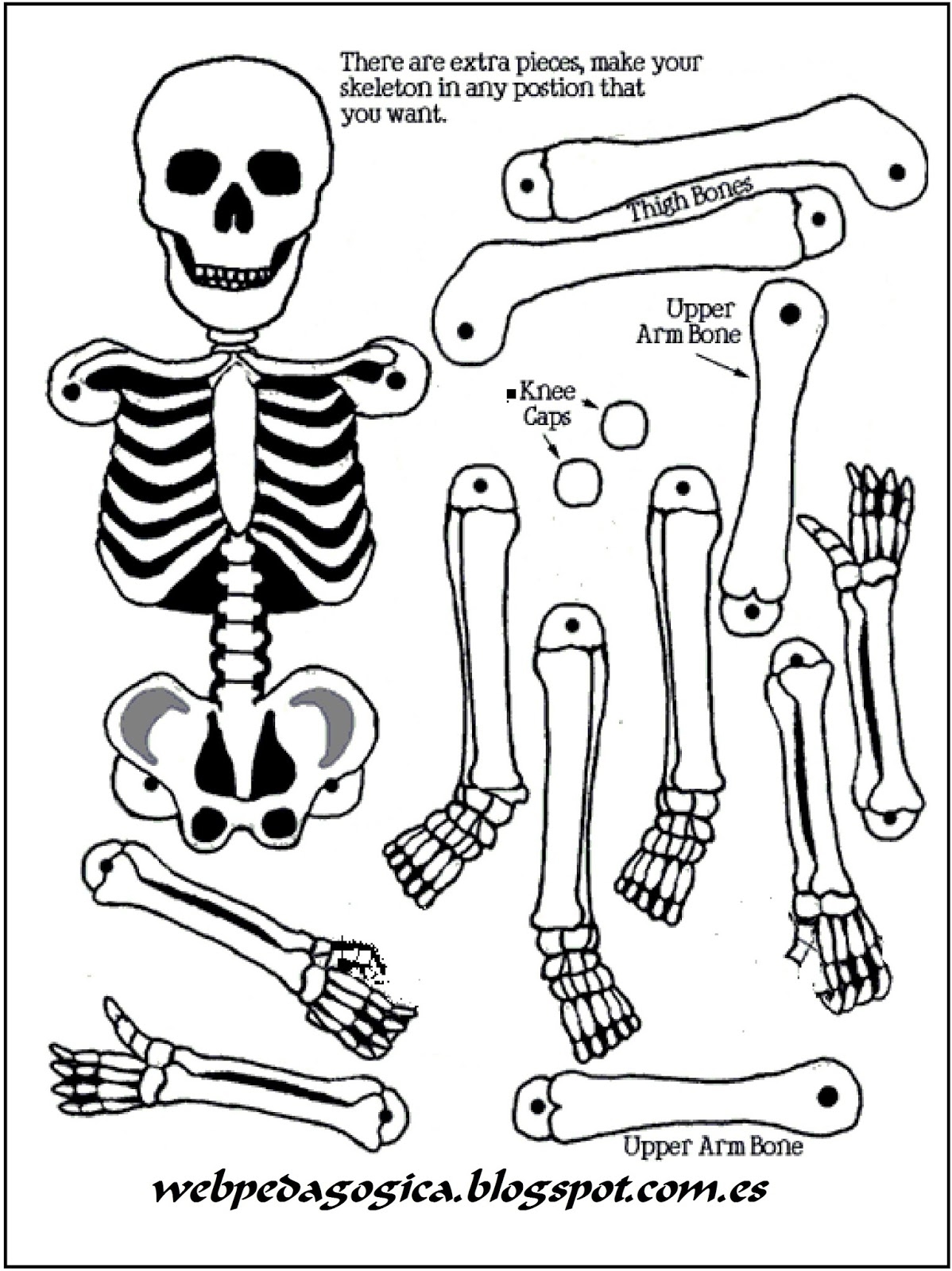 Напечатанные кости. Раскраска скелет. Скелет задания для детей. Макет скелета на печать. Скелетик раскраска для детей.