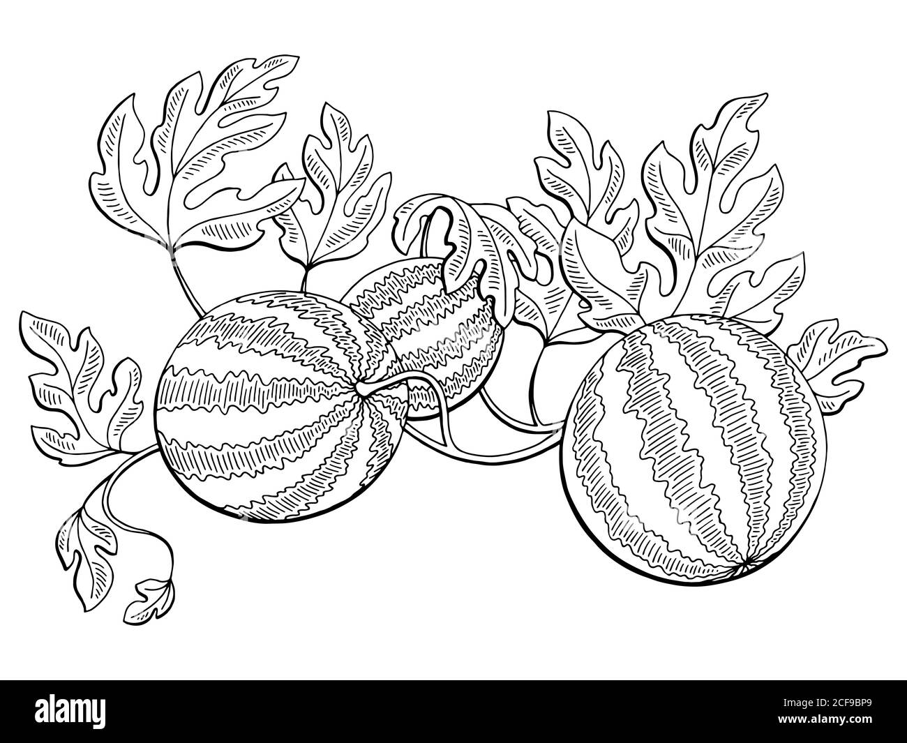 Лист арбуза раскраска