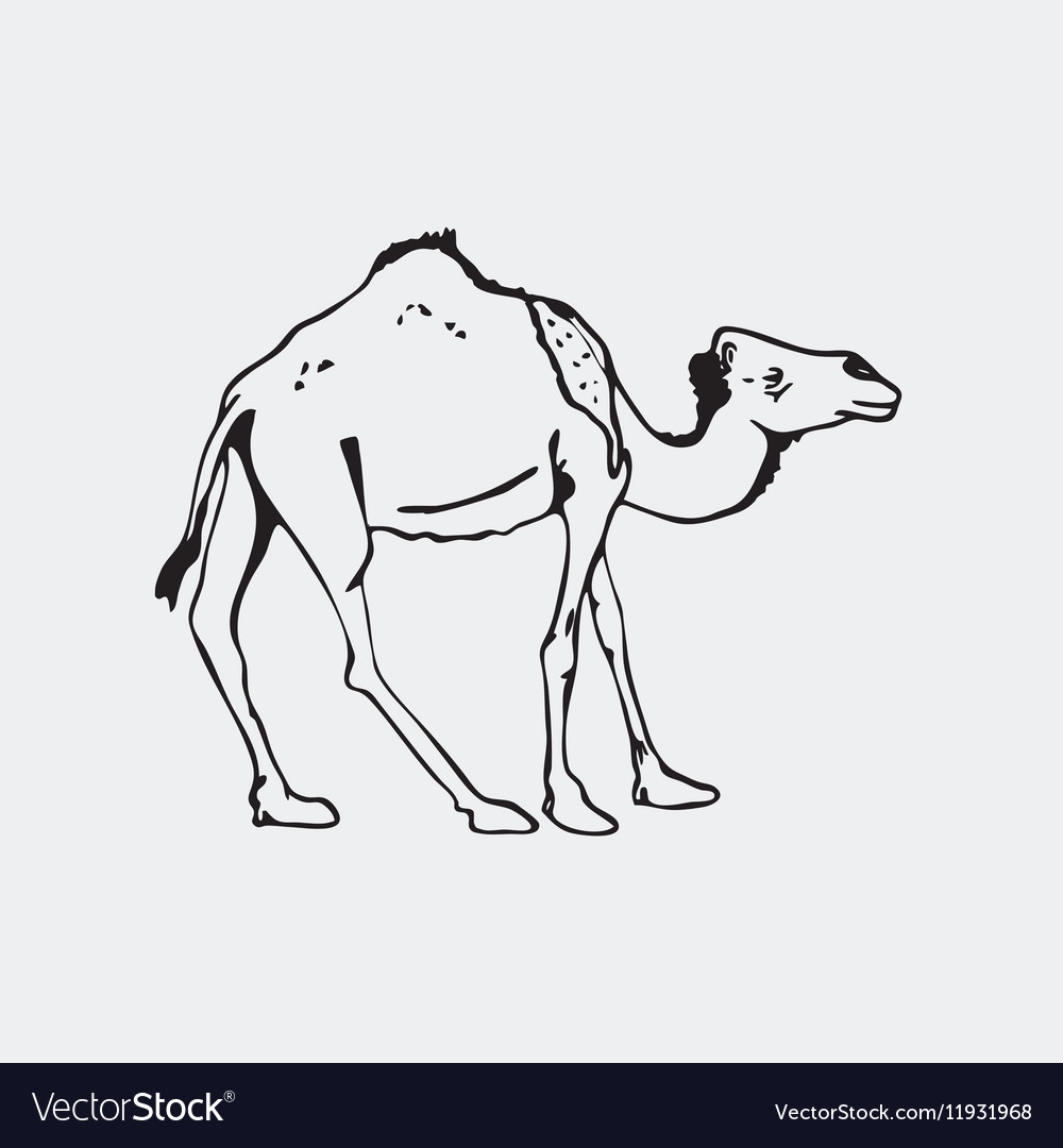 Верблюд для гравировки