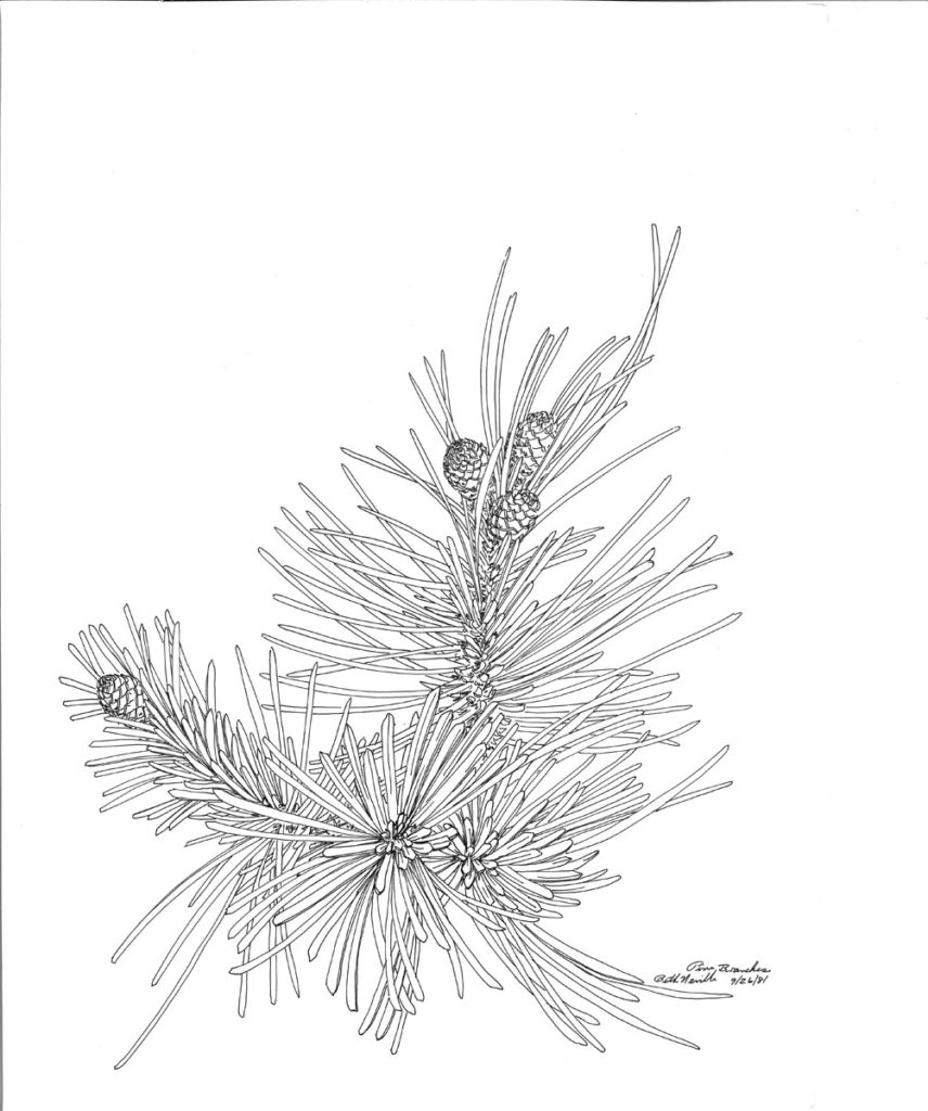 Ветка сосны рисунок биология - 86 фото