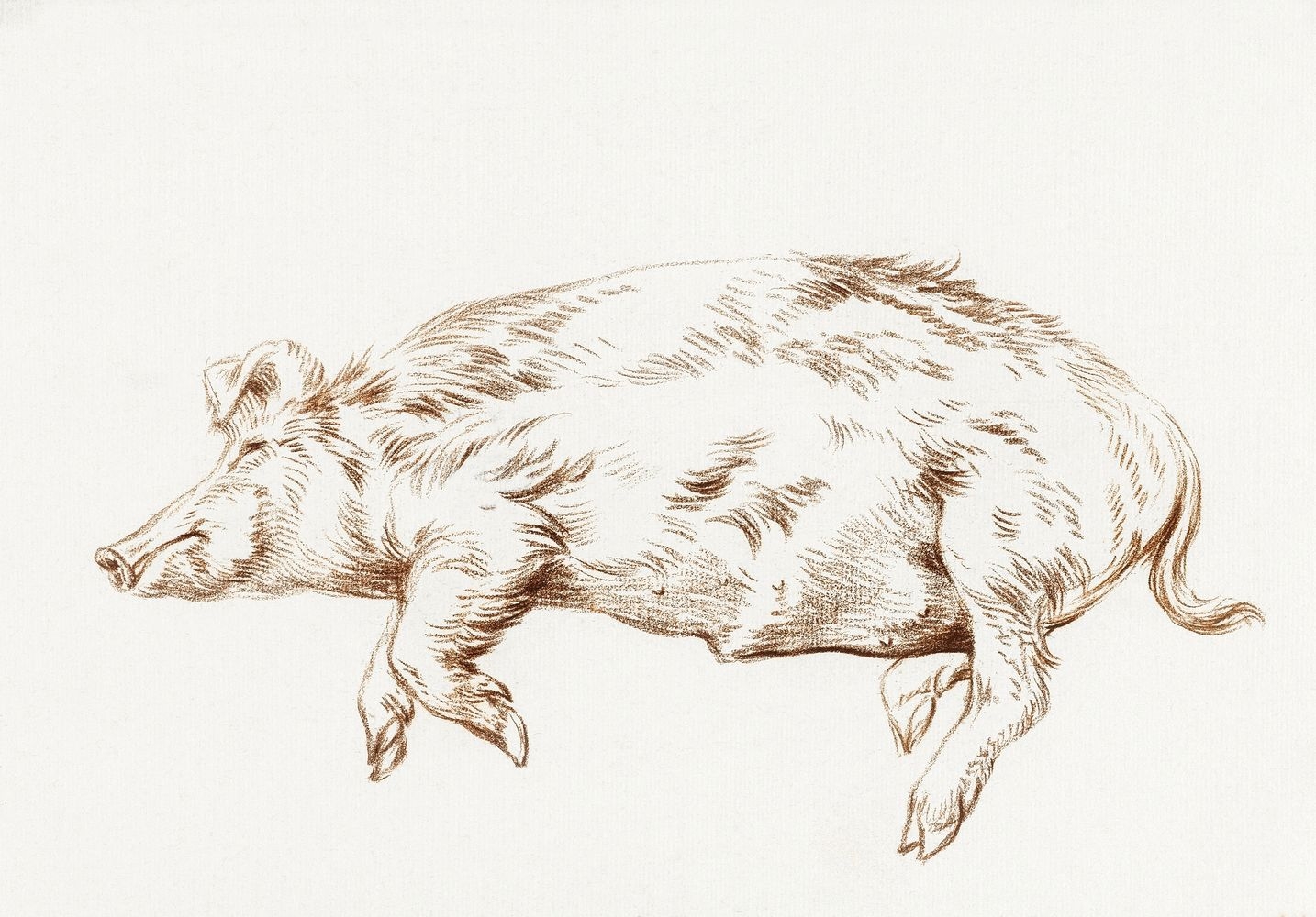 Нарисовать свинью лежащую