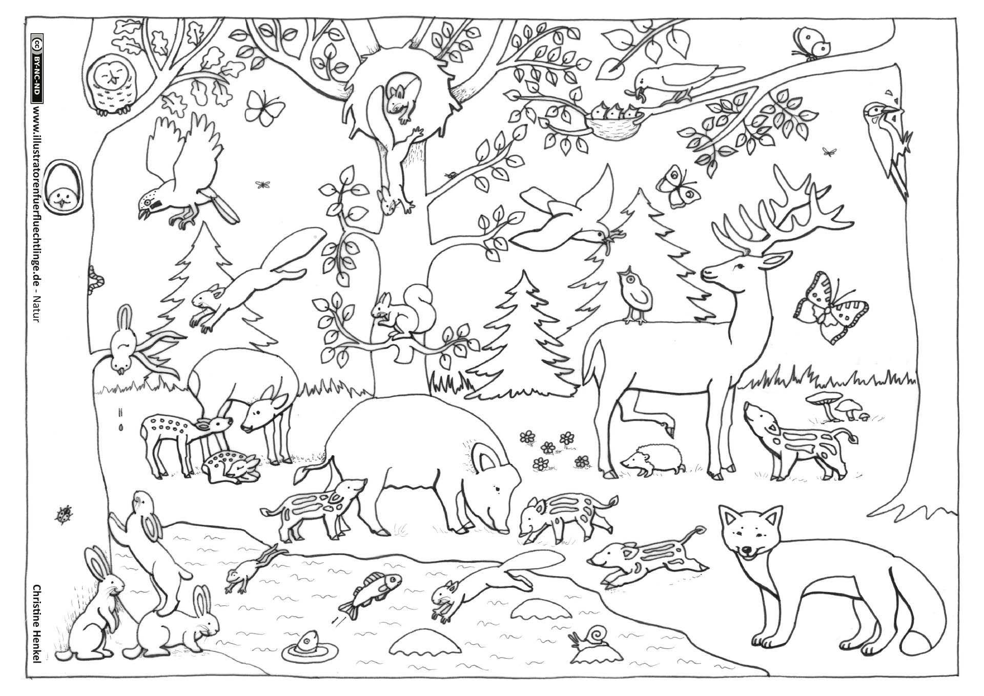 Раскраски Лесные животные