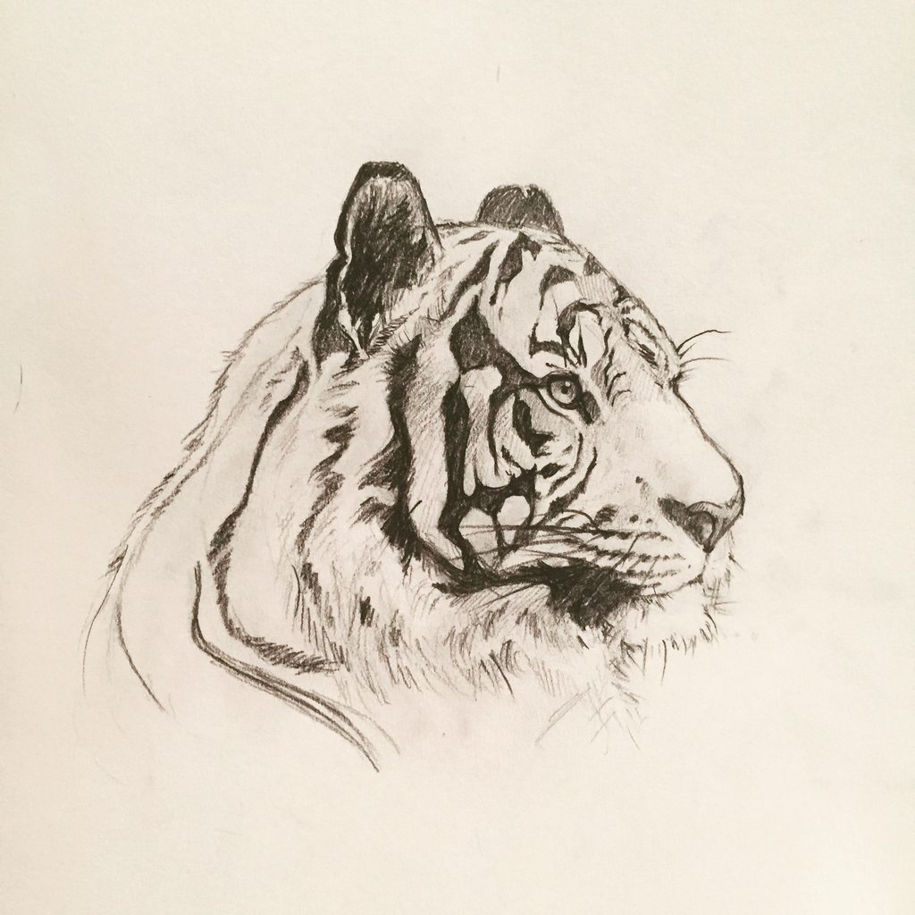 Рожа тигра рисунок