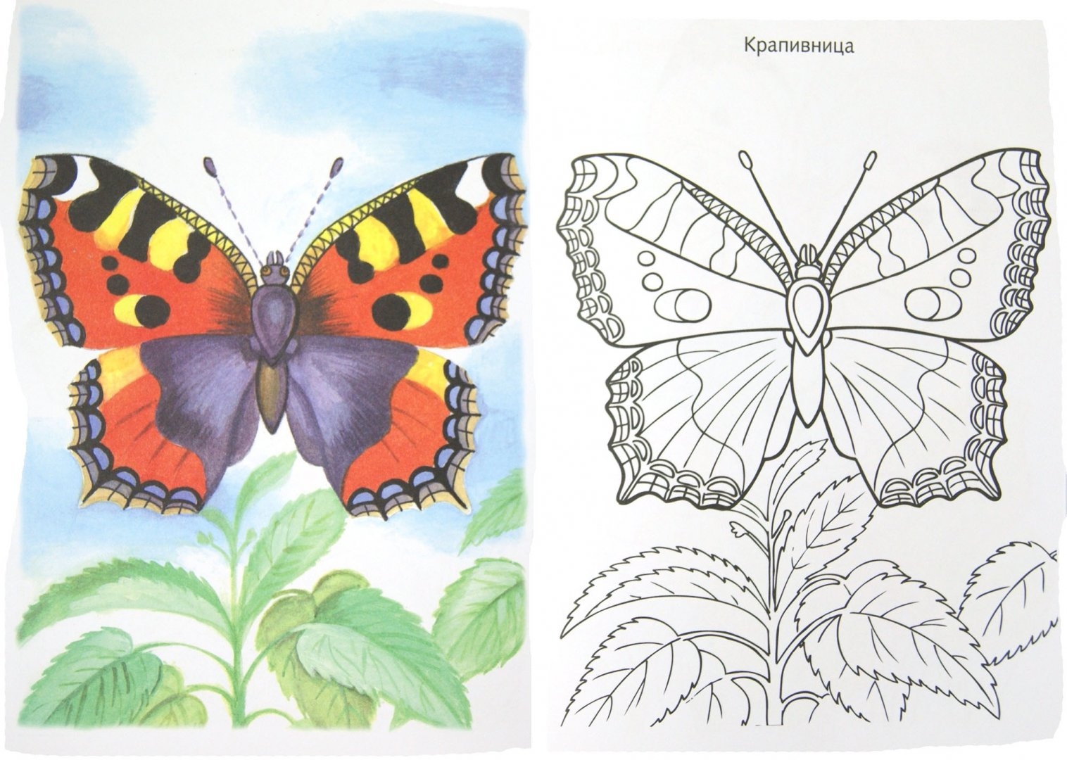 Рисуем бабочку крапивницу