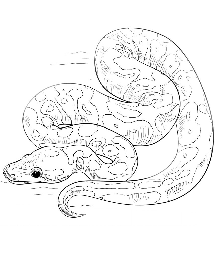 Раскраска змея анаконда