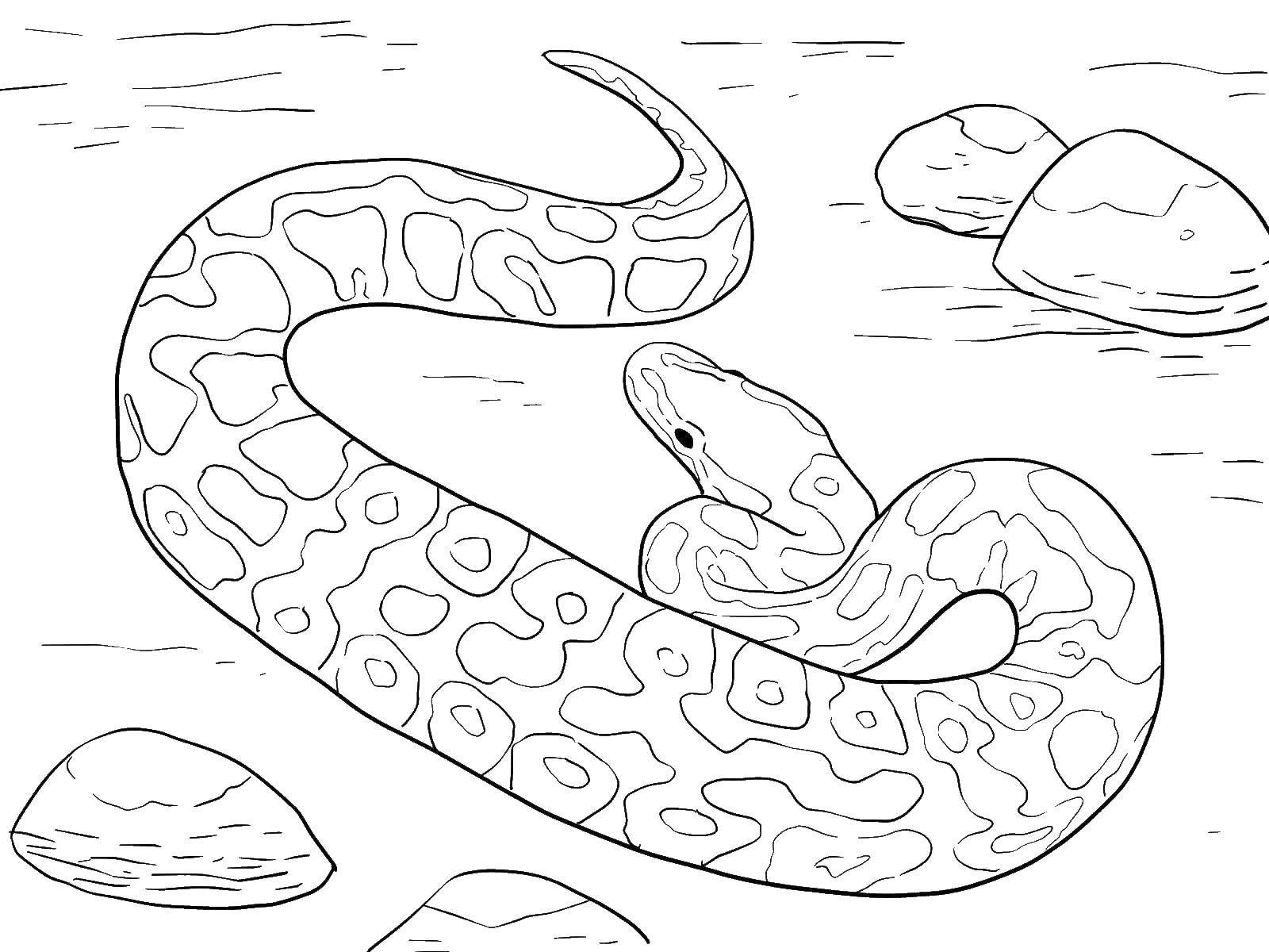 Раскраска змея Анаконда для детей