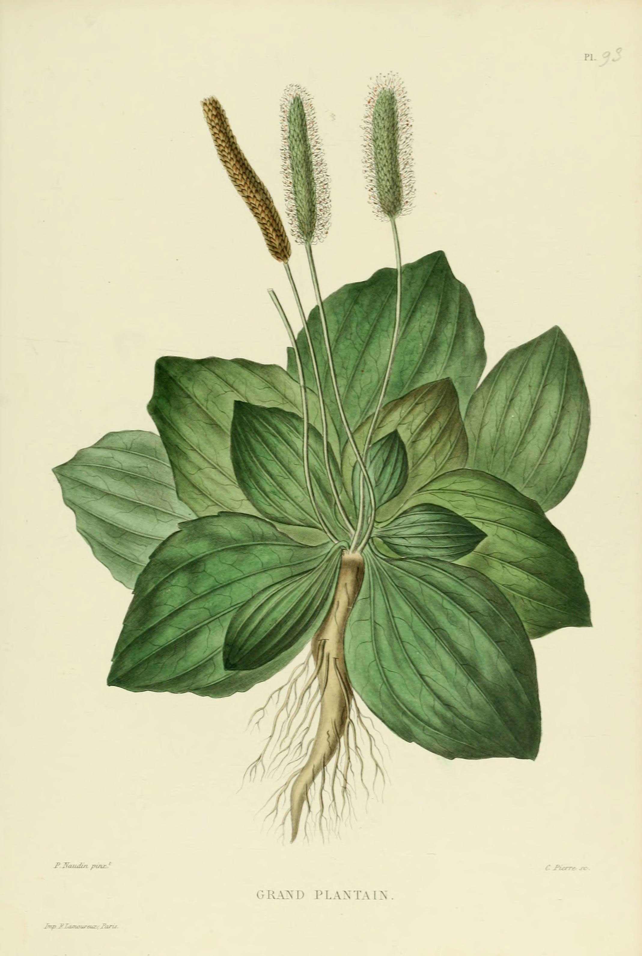 Plantago Major Ботанический рисунок