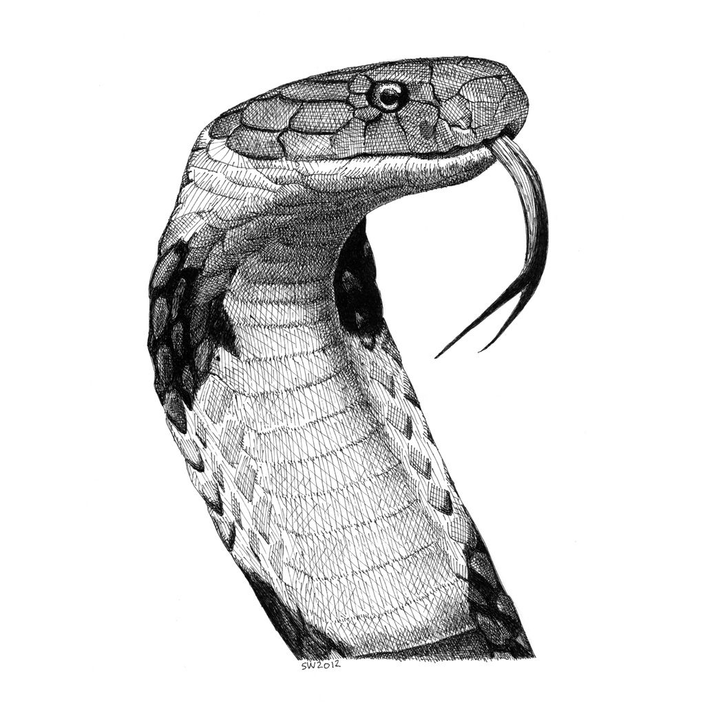 Эскиз королевская кобра