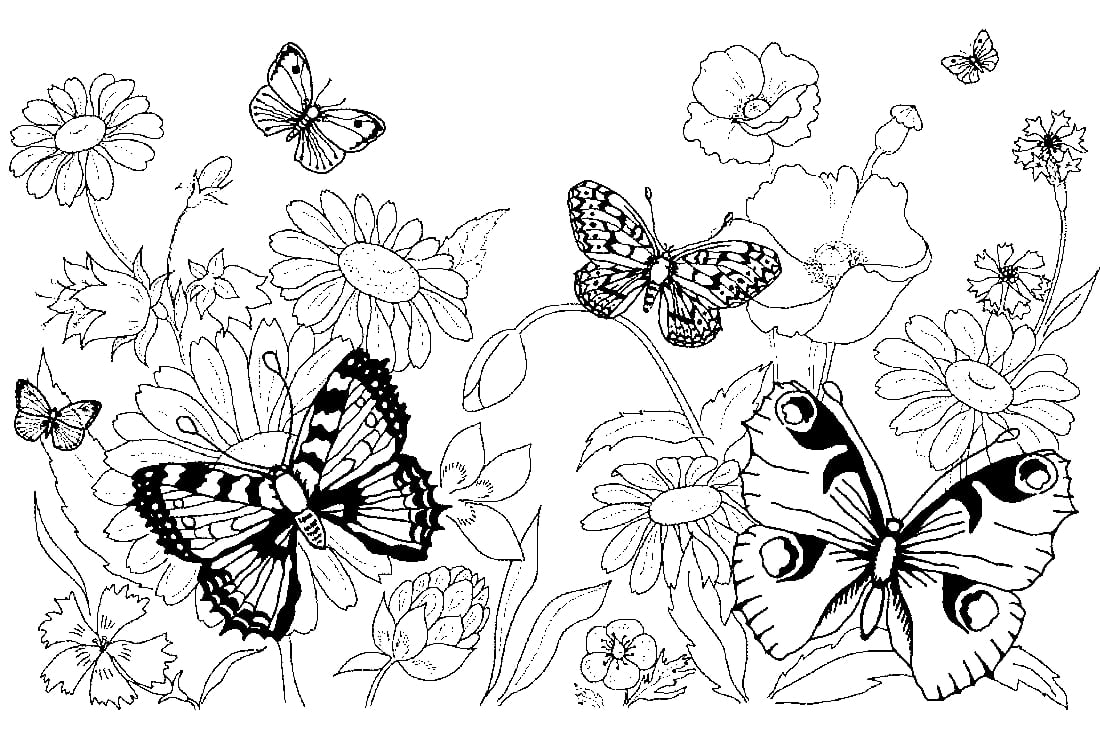 Раскраска Бабочки и цветы распечатать - Flomasters