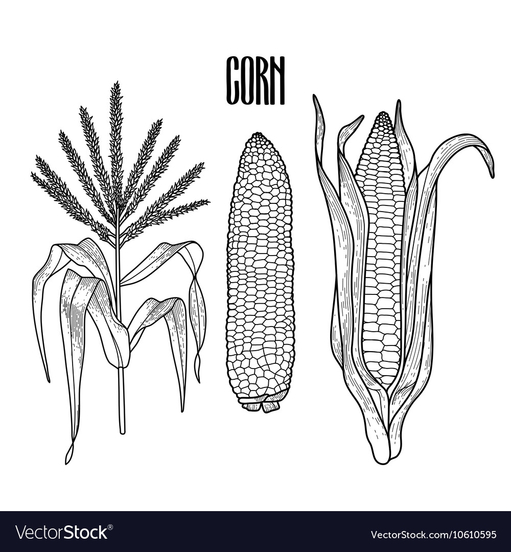 стадии кукурузы раст фото 84
