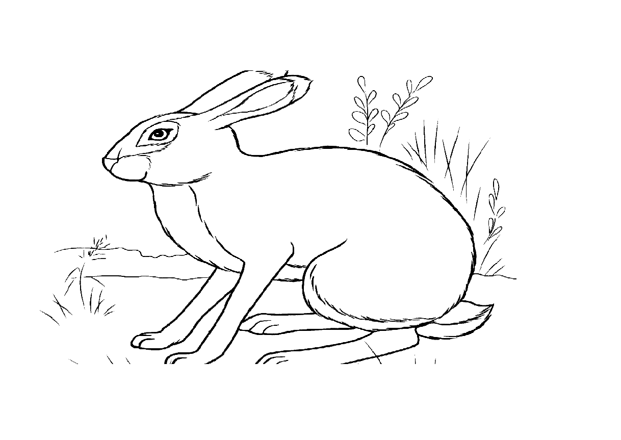Раскраска белый заяц - 74 фото