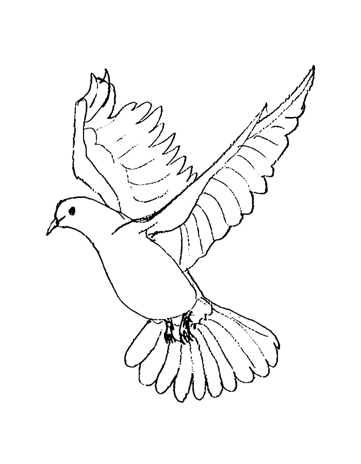 Стоковые фотографии по запросу Мультяшный голубь