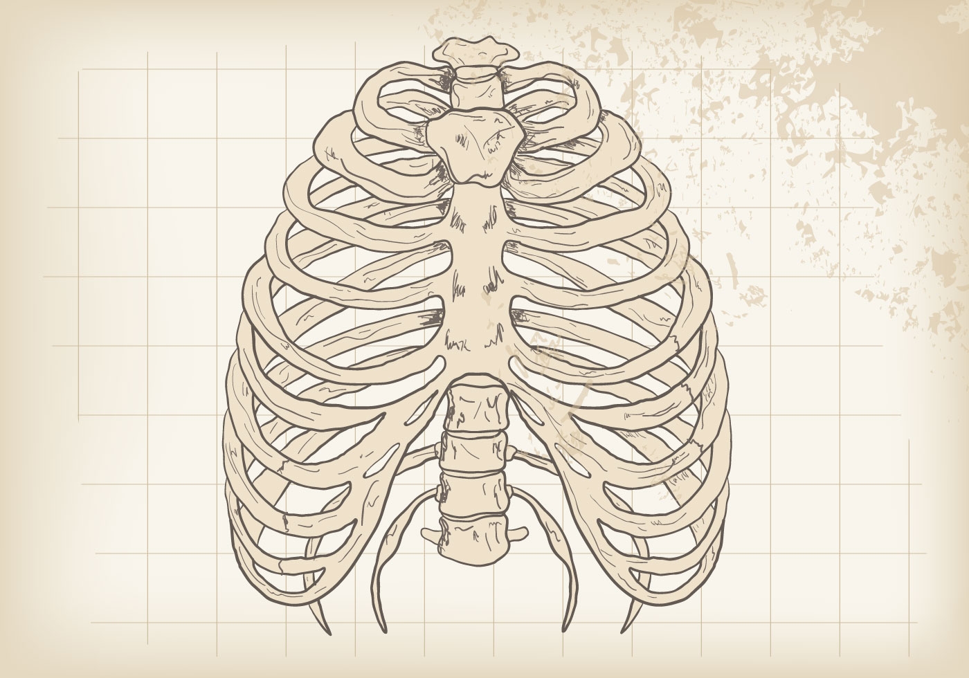 Как нарисовать грудную клетку человека