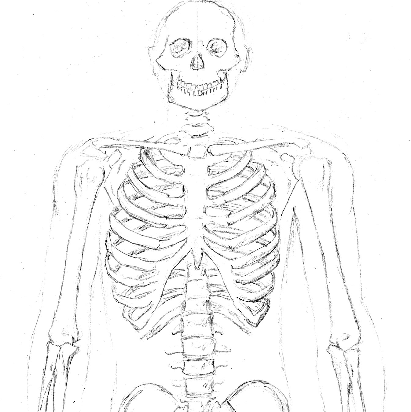 Скелет человека эскиз