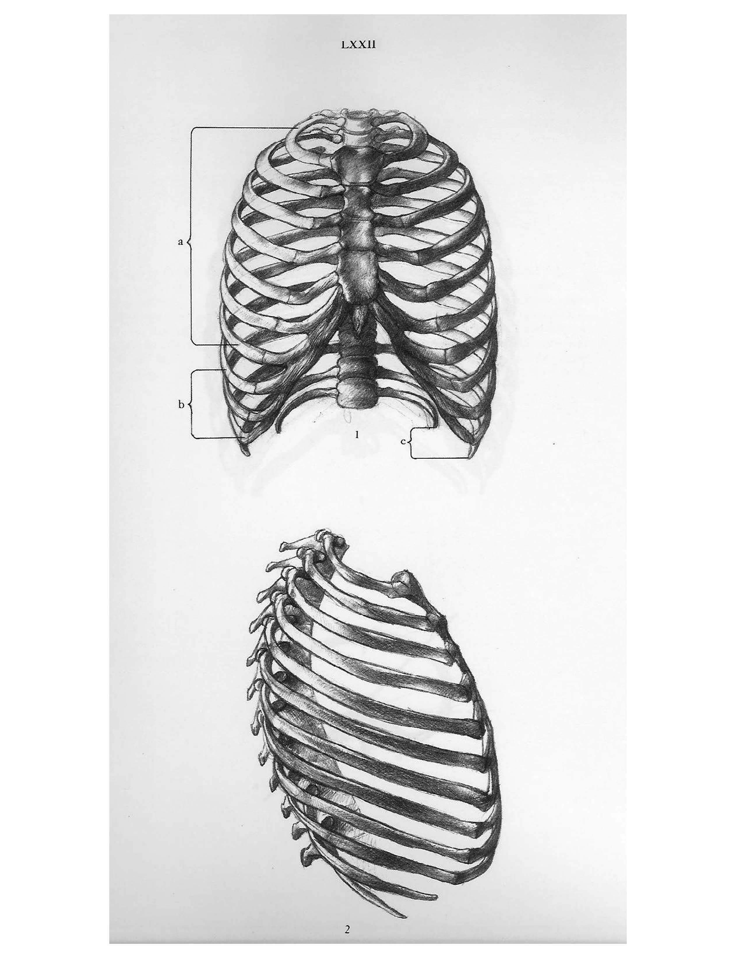 Грудная клетка рисунок карандашом