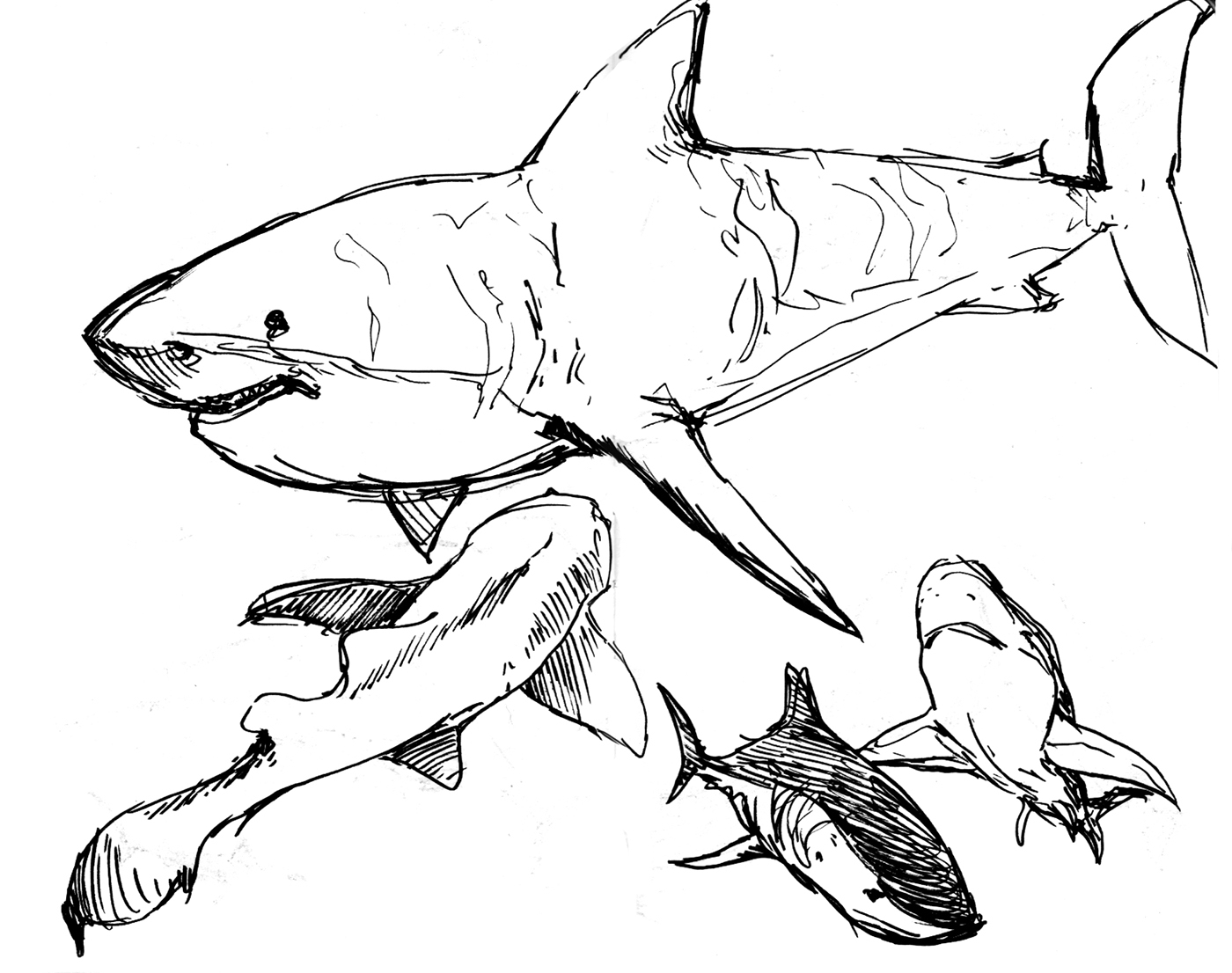 Бычья акула рисунок