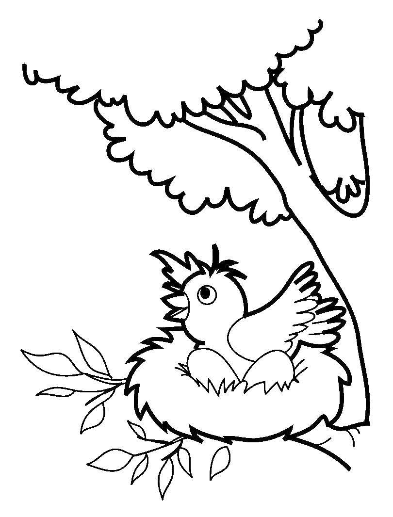 Раскраска Арт-терапия Птичье гнездо