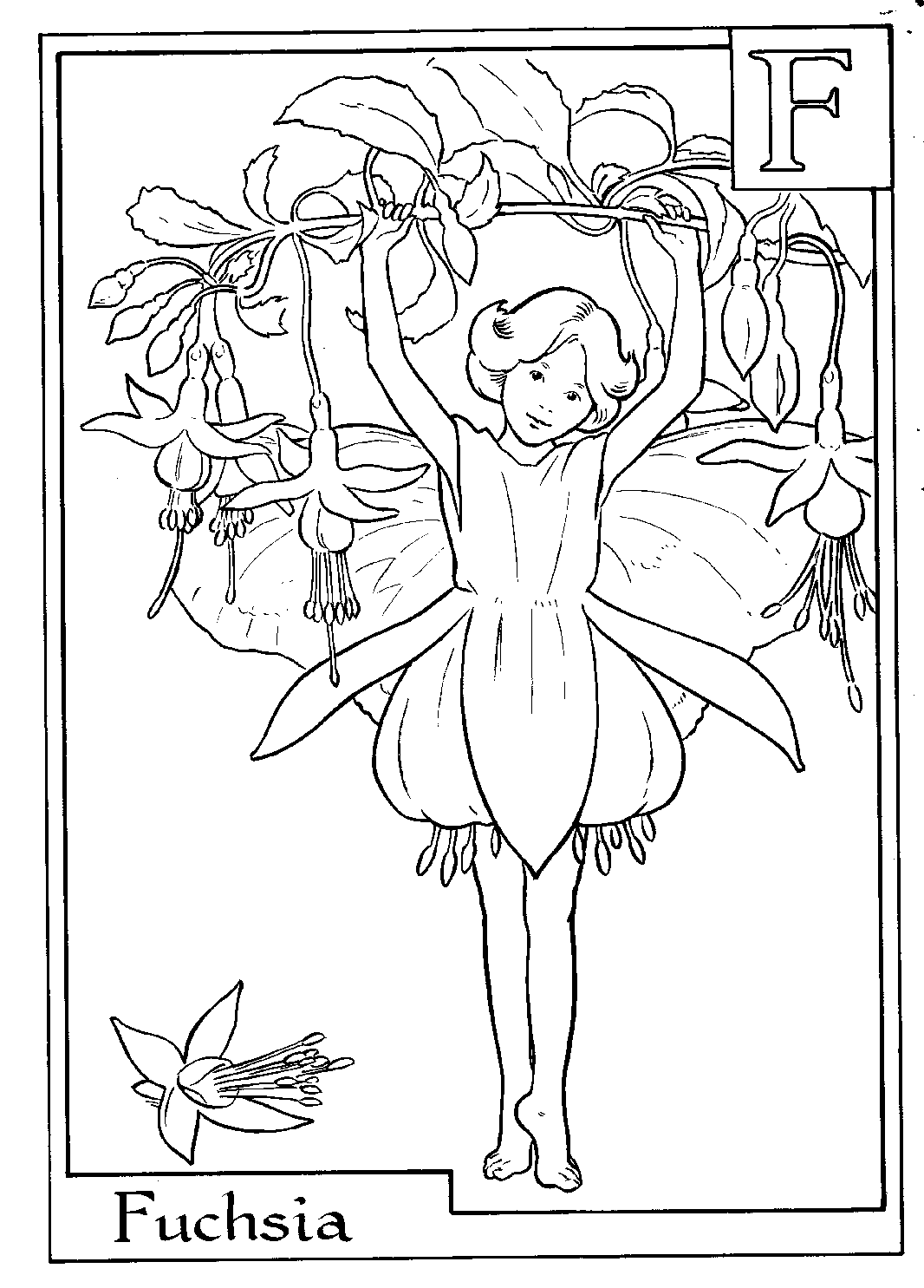 Цветочные феи Мэри Баркер раскраска