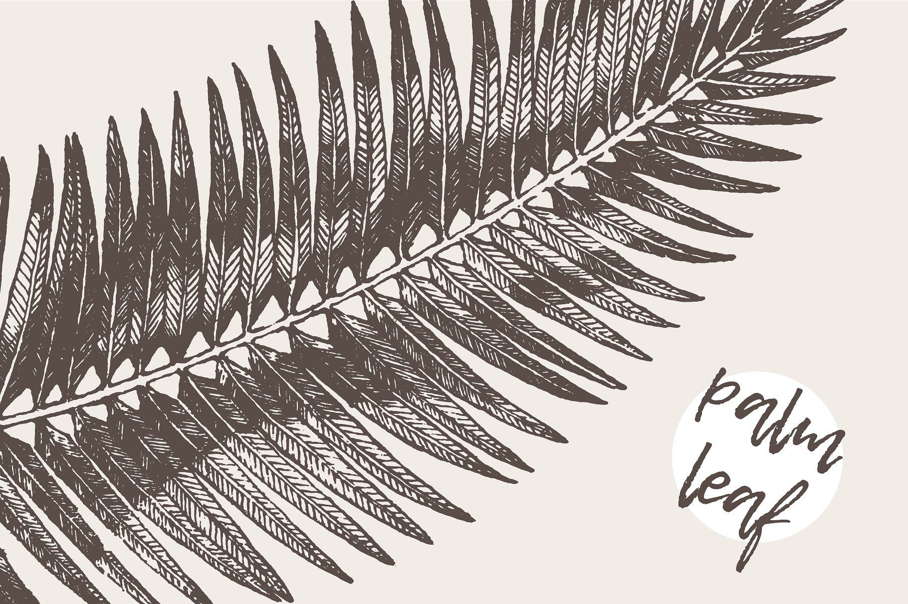 Листья пальмы рисунок карандашом